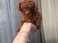 Evde büyüyen poodle yavrular