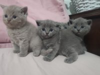 British shorthair yavrular