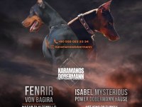 Şampiyon kan hattı A scr(Kif-FCI) özel renk doberman