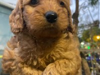 Cockapoo orjinal dizayn ırktır ilk kandan