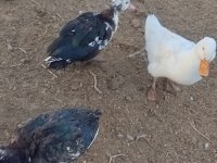Muscovy, amerikan fıs fıs ve sessiz ördekler