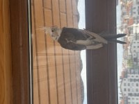 Ele Gelir 6 Kelime Konuşuyor Erkek 6 Aylık Sultan