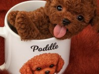 Toypoodle sevimli yavrular onaylı ruhsatlı çiftlik 