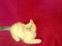 Tatlı bir erkek british shorthair bebiş