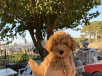 TOY POODLE YAVRUMUZ YUVA ARIYOR