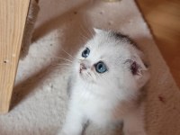 Muhteşem scottish fold yavrular