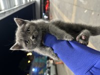British Shorthair Kedimiz