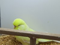 Muhabbet kuşu show jumbo