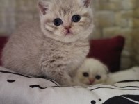 Golden, silver ve lilac scottish fold yavrular