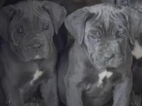 CANE CORSO KÖPEĞİMİZ İÇİN ULAŞIN