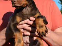 Dişi erkek doberman kapıda ödemeli güvenli sistem