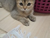 British Gold Shorthair
