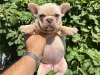 Tospik french bulldog yavrular (ped eğitimli)