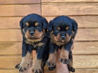 A şecereli Yavrular Macar Koca kafa küt burun rottweiler