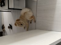 Acil sahiplendirme çin aslanı köpeğimiz