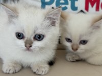 Yasal ruhsatlı çifrlikde ziyarete açık british shorthair