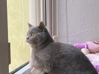 British shorthair kedisi