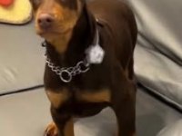 Saygın Doberman yavrular