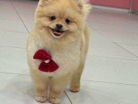 Cinsinin en iyisi pomeranian