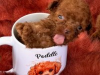 Kore toy poodle yavrularımız 