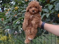 Toy Poodle Yavrularım Ev Ortamında