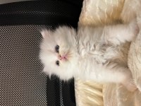 Safkan British Longhair Yavrular