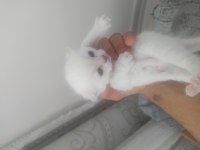 4 adet yavrumuz scottish fold uyguna verilecektir