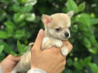 MİKRO TEACUP ŞİVAVA BEBEKLERİM