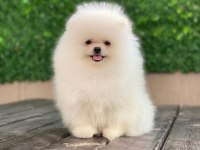 Show kalite tea cup pomeranian yavrularımız