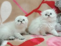 Irk Ve Sağlık Garantili Scottish Fold