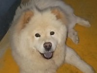 11 Aylık Erkek Chow Chow