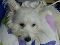 Maltese terrier dişi