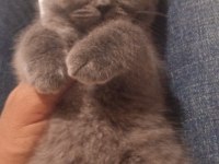 British shorthair oğluma yuva arıyorum