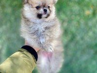 Mini mini aslan pomeranian boo