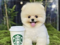 Ayı sürat pomeranian yavrularımız geldi