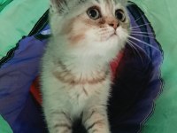 British shorthair golden dişi