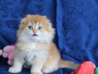 Kalite scottish fold arayanlara
