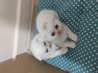 Scottish fold uyguna verilecektir
