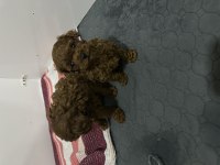 Mükemmel toy poodle