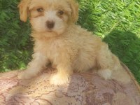 Maltipoo erkek yavru yeni yuvasını arıyor