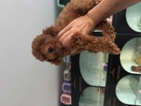 Show Kalite Aşılı Pasaportlu Toy Poodle