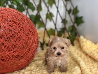 Sevimli Dost Canlısı Maltipoo Yavrular