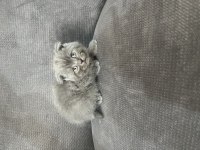 Blue Point Scottish ve Scottish Fold Yavru