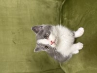 3 adet dişi british shorthair yavrumuz