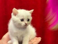 British shorthair yavrularımız