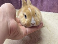 CÜCE NETHERLAND DWARF TAVŞANLARIMIZ