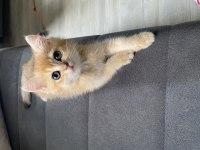 Ny12 dişi british shorthair bebekler
