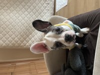 5. 5 AYLIK ERKEK FRENCH BULLDOG ÜCRETLİ