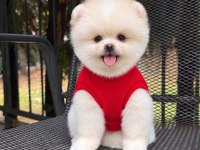 Dişi ve Erkek 2.5 Aylık Pomeranian