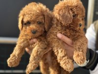 Ankarada ziyarete açık toy poodle yavrularımız